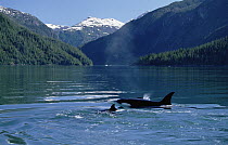 Orca (Orcinus orca) mother and young surfacing, one blowing, Inside Passage, Alaska