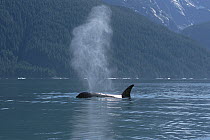 Orca (Orcinus orca) female surfacing and spouting beside conifer-covered coastline, Inside Passage, Alaska
