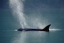 Orca (Orcinus orca) female surfacing and spouting, Inside Passage, Alaska