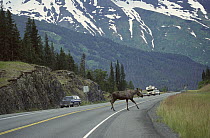 Alaska Moose (Alces alces gigas) crossing highway, Alaska Moose Pass, Chugach National Forest, Alaska