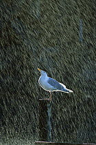 Glaucous-winged Gull (Larus glaucescens) perched on post in the rain, Kenai Fjords National Park, Alaska