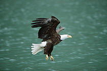Bald Eagle (Haliaeetus leucocephalus) flying over water, Homer, Alaska