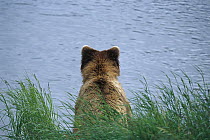 Grizzly Bear (Ursus arctos horribilis) sitting in grasses near Brooks River, Katmai National Park, Alaska