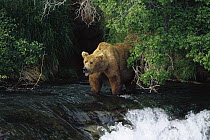 Grizzly Bear (Ursus arctos horribilis) fishing, Brooks River Falls, Katmai National Park, Alaska