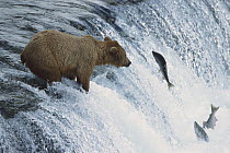Grizzly Bear (Ursus arctos horribilis) catching salmon in Brooks River, Katmai National Park, Alaska