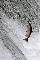 Sockeye Salmon (Oncorhynchus nerka) leaping up Brooks River Falls during spawning season, Katmai National Park, Alaska