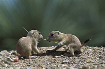 Black-tailed Prairie Dog (Cynomys ludovicianus) young tugging at either end of a blade of grass, Arizona