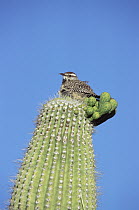 Cactus Wren (Campylorhynchus brunneicapillus) nesting on Saguaro (Carnegiea gigantea), Arizona