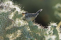 Cactus Wren (Campylorhynchus brunneicapillus) at nest in Cholla cactus (Opuntia sp) with a butterfly in its beak, Arizona