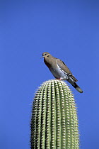White-winged Dove (Zenaida asiatica) perched on Saguaro (Carnegiea gigantea), Arizona