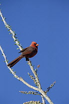 Northern Cardinal (Cardinalis cardinalis) male perching on Ocotillo Cactus, Arizona