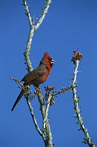 Northern Cardinal (Cardinalis cardinalis) male singing from perch, Arizona