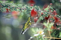Black-chinned Hummingbird (Archilochus alexandri) drinking nectar from a blossom, Arizona