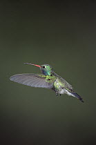 Broad-billed Hummingbird (Cynanthus latirostris) male flying, Madeira Canyon, Coronado National Forest, Arizona