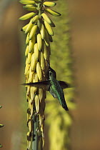 Anna's Hummingbird (Calypte anna) male getting nectar from flower stalk, Arizona