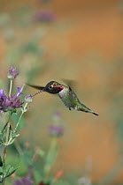 Anna's Hummingbird (Calypte anna) male collecting nectar from flower, Arizona