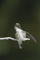 Black-chinned Hummingbird (Archilochus alexandri) perched on twig preening, Arizona
