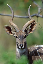 Lesser Kudu (Tragelaphus imberbis) portrait, Africa