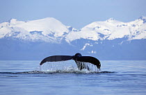 Humpback Whale (Megaptera novaeangliae) tail against snowy mountains, Inside Passage, Alaska