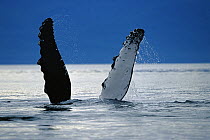 Humpback Whale (Megaptera novaeangliae) flippers, Inside Passage, Alaska