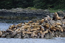 Steller's Sea Lion (Eumetopias jubatus) group congregating on rock, West Brother Island, Inside Passage, Alaska