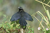 Smooth-billed Ani (Crotophaga ani) spreading wings in the sun, Trinidad, West Indies