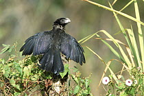 Smooth-billed Ani (Crotophaga ani) spreading wings, back view, Trinidad, West Indies