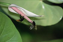 Maraval Lily (Spathiphyllum cannifolium) with pollinating bees climbing on spadix, Trinidad, West Indies