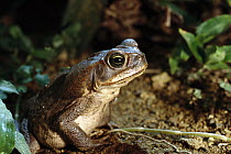 Cane Toad (Bufo marinus), Tobago, West Indies, Caribbean