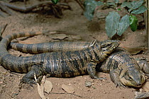 Common Tegu (Tupinambis teguixin) pair, Trinidad, West Indies