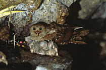Oilbird (Steatornis caripensis) parent and chicks on nest in Aripo Caves, birds use a form of echolocation to navigate, Trinidad, West Indies, Caribbean