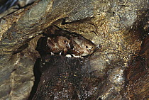 Oilbird (Steatornis caripensis) pair on nest in Aripo Caves, birds use a form of echolocation to navigate, Trinidad, West Indies, Caribbean
