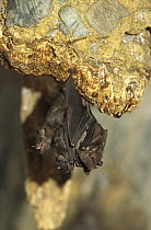 Bat group hanging from ceiling of Aripo Caves, Trinidad, West Indies, Caribbean