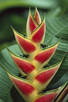 Heliconia (Heliconia sp), Trinidad, West Indies