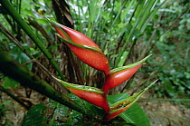 Heliconia (Heliconia sp) in the rainforest, Trinidad, West Indies