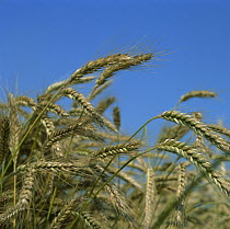 Wheat field with ripe crop, Europe