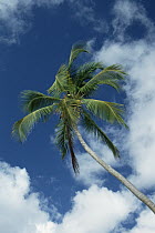 Coconut Palm (Cocos nucifera) against blue sky and clouds