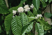 Coffee Bush (Coffea sp) in bloom, Caribbean