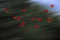 Scarlet Ibis (Eudocimus ruber) flock flying to roost, Trinidad, West Indies
