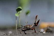 Fiddler Crab (Uca maracoani) waving, Caroni Swamps, Trinidad, West Indies