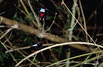 Blue-backed Manakin (Chiroxiphia pareola) pair of males dancing, Tobago, West Indies