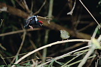 Blue-backed Manakin (Chiroxiphia pareola) adult and immature male dancing, Tobago, West Indies