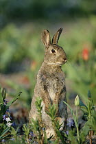 European Rabbit (Oryctolagus cuniculus), Germany