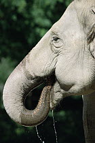 Asian Elephant (Elephas maximus) drinking