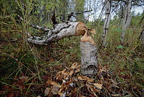 American Beaver (Castor canadensis) cuttings on tree, Ural Mountains, Pechora-Ilych Reserve, Komi, Russia
