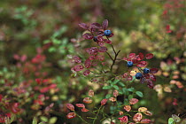 Bilberry (Vaccinium myrtillus) bush fruiting, Ural Mountains, Pechora-Ilych Reserve, Komi, Russia