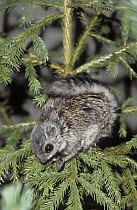 Russian Flying Squirrel (Pteromys volans), Ural Mountains, Pechora-Ilych Reserve, Komi, Russia