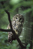 Ural Owl (Strix uralensis), Ural Mountains, Europe