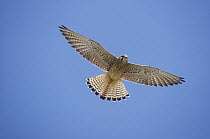 Lesser Kestrel (Falco naumanni) female flying, Turkey