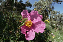 Katydid (Poecilimon sp) on flower, Turkey